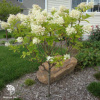 Гортензия метельчатая Прим Уайт на штамбе фото 2 