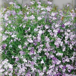 Лобелия плетистая Лиловый фонтан