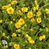 Geum chiloense Goldball Гравилат чилийский Голдболл фото 2 