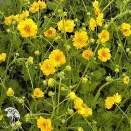 Geum chiloense Goldball Гравилат чилийский Голдболл