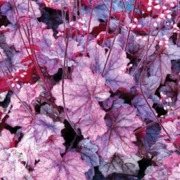 Сверхвыгодный микс! Гейхера Пинк Перлз + Гейхера Джорджия Плам + Гейхера Отумн Ливз