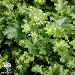 Сверхвыгодный микс! Гейхера Эпл Крисп + Гейхера Лайм Раффлз + Гейхера Зиппер