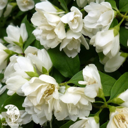 Чубушник Манто Дэрмин