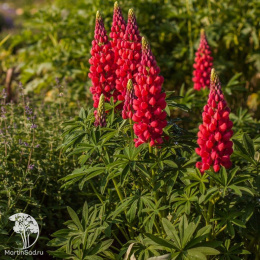 Люпин Красное пламя 