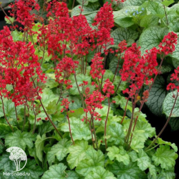 Сверхвыгодный микс! Гейхера Руби Беллз + Гейхера Геркулес + Гейхера Черри Кола