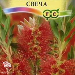 Краснотычинник Бенгальская свеча