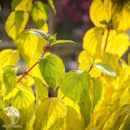 Дёрен красный Мэджик Флэйм