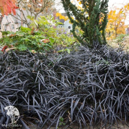 Офиопогон плоскострелый Нигресенс