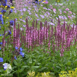 Шалфей дубравный Сенсейшн Роуз