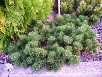 Фото Сосна горная Краускопф