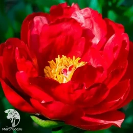 Пион молочноцветковый Ред Ред Роуз
