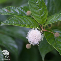 Помпонное дерево (Головач западный) Шугар Шак
