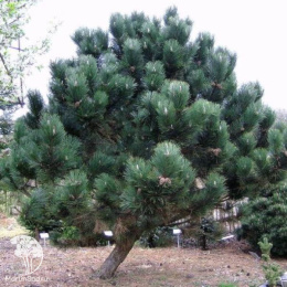 Сосна чёрная 200 см