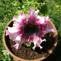 Петуния превосходнейшая Розовая (Люкс)