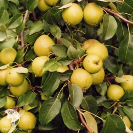 Груша Скороспелка из Мичуринска