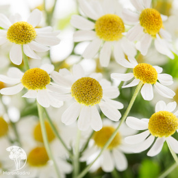 Пиретрум девичий Кампань