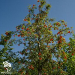 Рябина обыкновенная Улунг