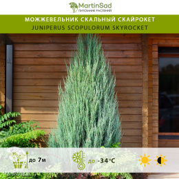 Можжевельник скальный Скайрокет