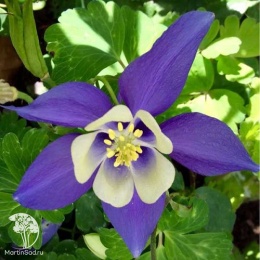 Aquilegia hybrida Spring Magic Blue & White Аквилегия гибридная Спринг Мэджик Блю энд Вайт