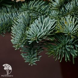 Лапник пихты Нобилис