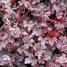 Гейхера Плам Каскад