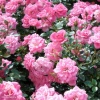 Роза миниатюрная Шугар Беби фото 1 