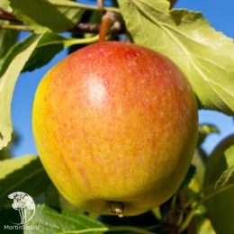 Яблоня домашняя Кокс Оранж Пиппин на штамбе