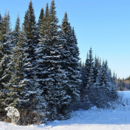 Ель Сибирская в кадке