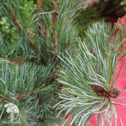 Сосна мелкоцветковая Руи-Джу