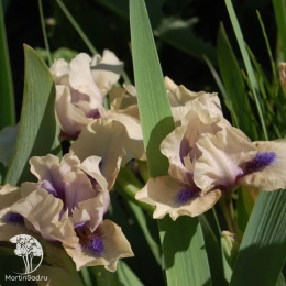Ирис карликовый Тикети Бу