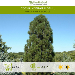 Сосна черная Шольц