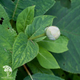 Гортензия покрывальцевая Екуданка