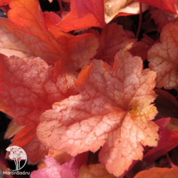 Сверхвыгодный микс! Гейхера Рэд Лайтинг + Гейхера Лехткафер + Гейхера Паприка