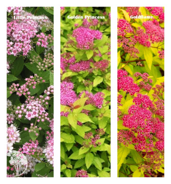 Фото Спирея японская микс: Литтл Принцесс/Голден Принцесс/Голдфлейм