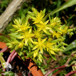 Очиток лозовидный