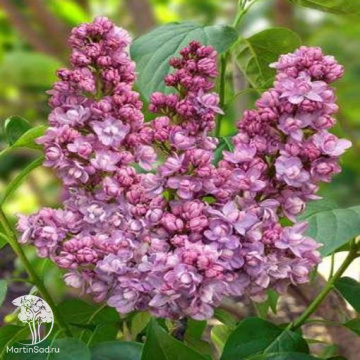 Фото Сирень обыкновенная Кинди Роуз