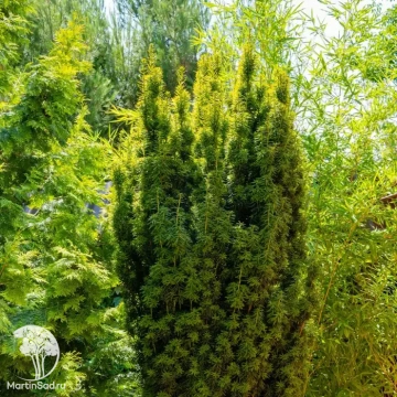 Фото Тис средний Хикси Барс