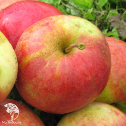 Яблоня Пепин Шафранный