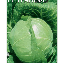 Капуста Трансфер F1 ранняя белокочанная