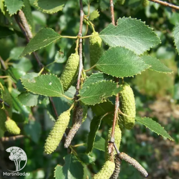 Берёза пушистая Какуллата