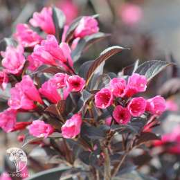 Вейгела цветущая Александра