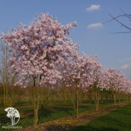 Магнолия звездчатая Розеа