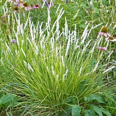 Фото Sesleria autumnalis alba Сеслерия осенняя белая