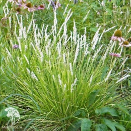 Sesleria autumnalis alba Сеслерия осенняя белая