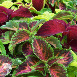 Колеус Радуга (смесь сортов)