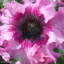 Петуния превосходнейшая Розовая (Люкс)