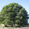Дуб крупноплодный Quercus macrocarpa  фото 4 