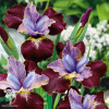 Ирис сибирский Блэк Джокер фото 2 