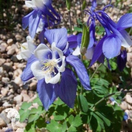 Aquilegia flabellata Cameo Blue and White Аквилегия вееровидная Камео Блю энд Уайт