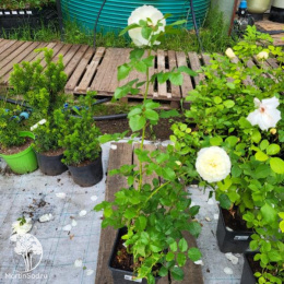  Роза Майрас Вайт